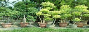 Jenis Pohon Hias