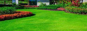 Jenis Rumput Taman