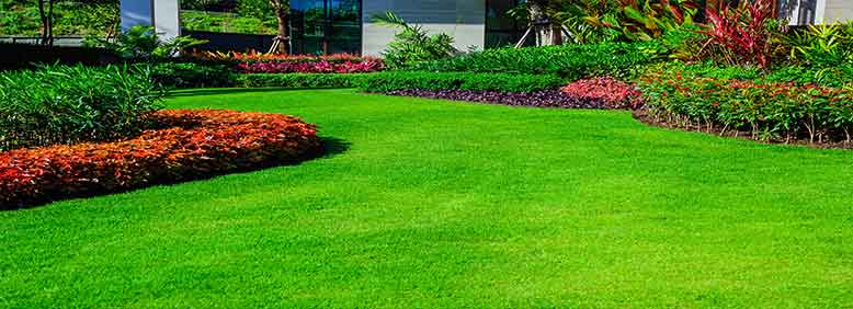 Jenis Rumput Taman