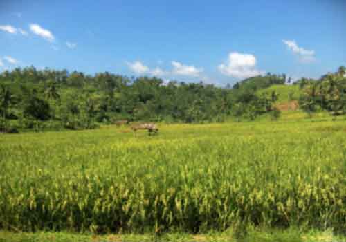 Tanah di Ciater Subang